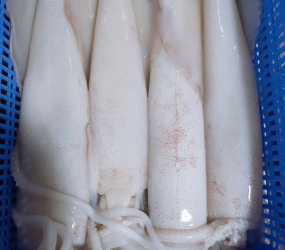 Mực ống thước các size