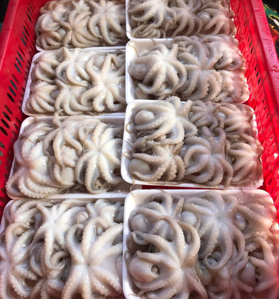 Bạch tuộc làm  sạch ra khay