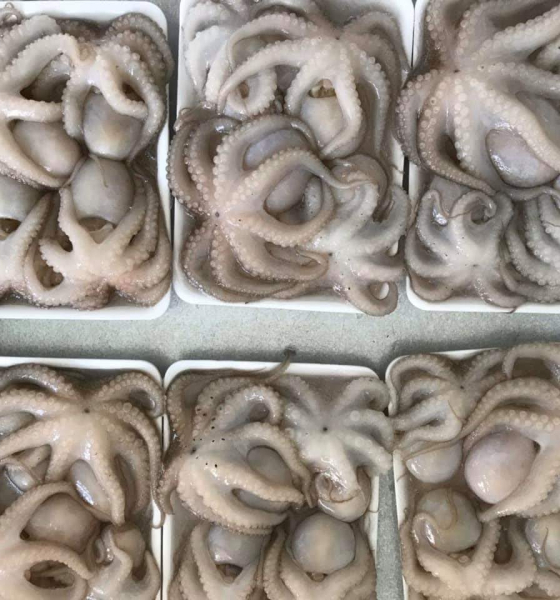 Bạch tuộc làm  sạch ra khay