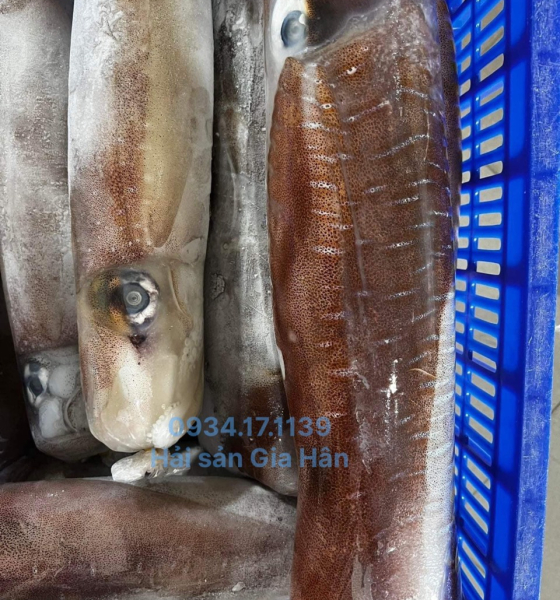 Mực lá câu size 500g