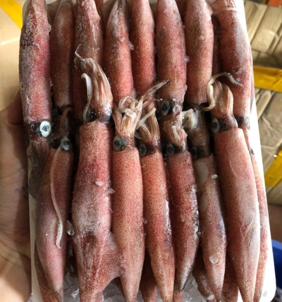 Mực ghim A size 9-12cm ra khay