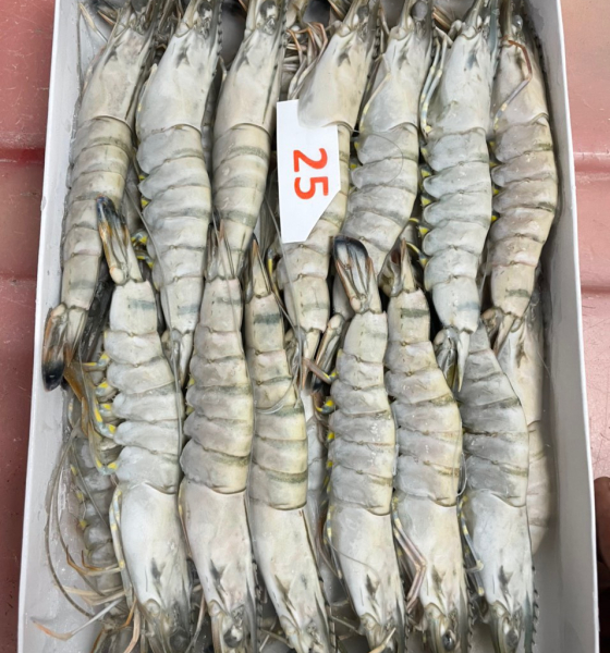 Tôm sú tươi sống cấp đông nguyên con