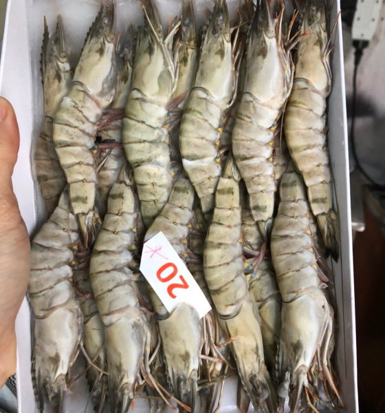 Tôm sú tươi sống cấp đông nguyên con