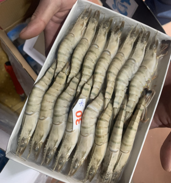 Tôm sú tươi sống cấp đông nguyên con