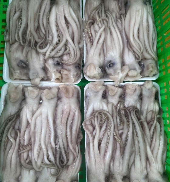 Đầu mực nét đủ
