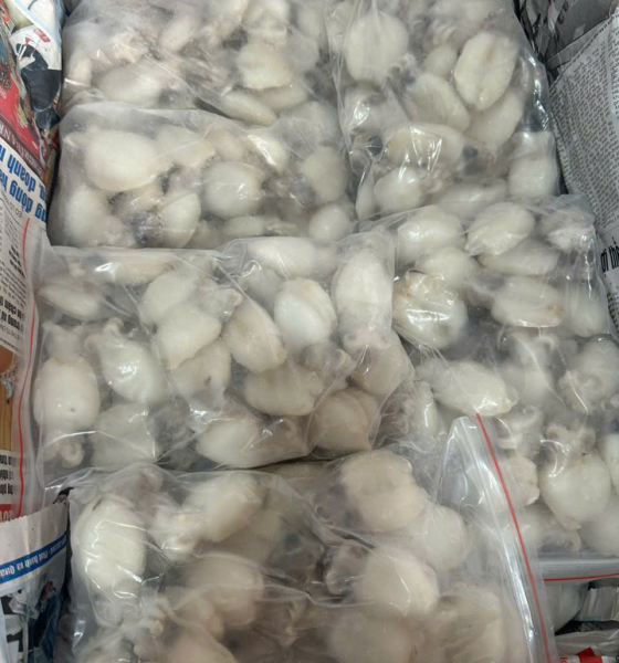Mực nang nút